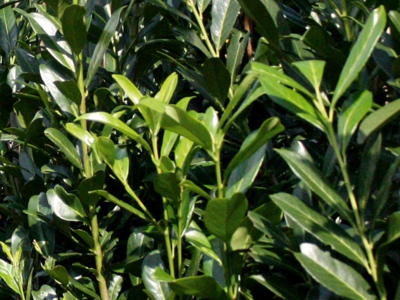 Prunus laurocerasus Caucasica