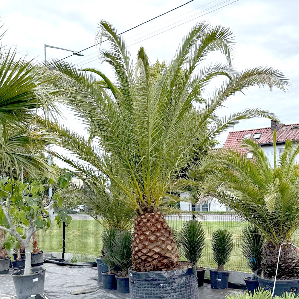 Daktylowiec kanaryjski (phoenix canariensis)