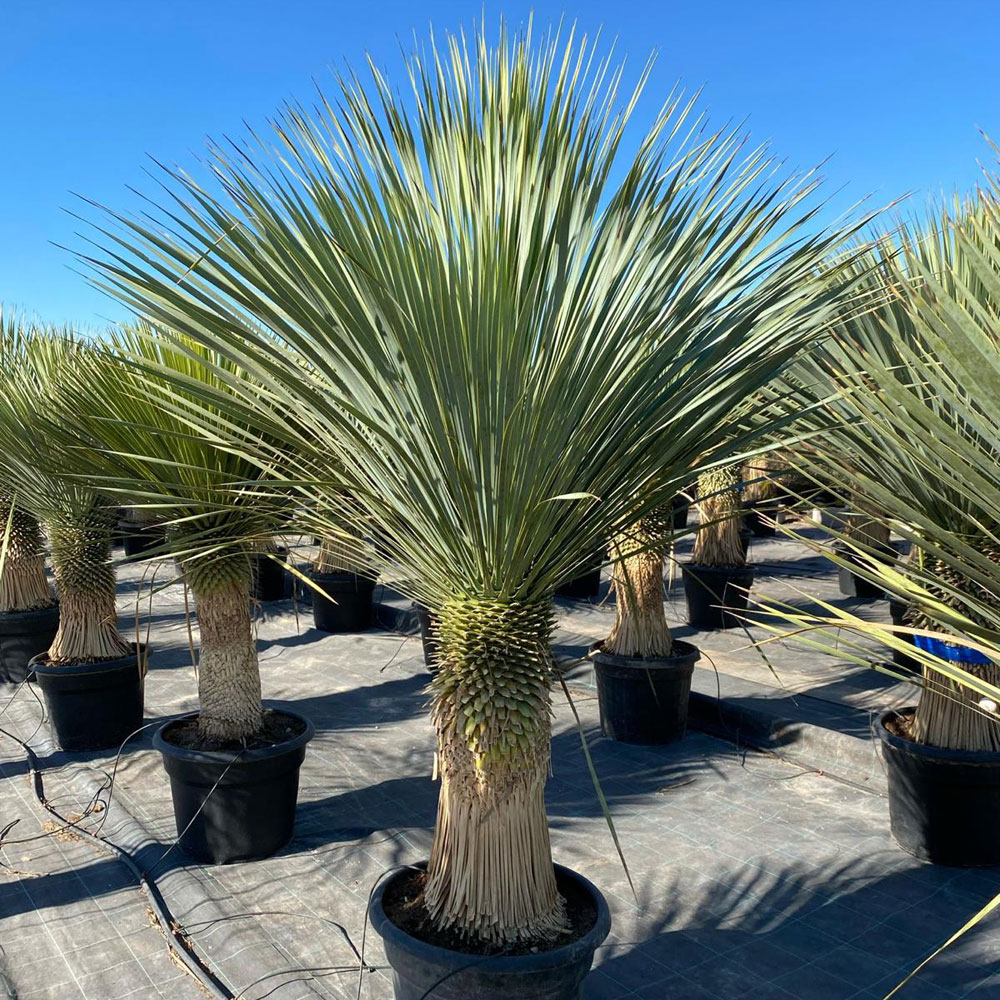 Juka rostrata (yucca rostrata)
